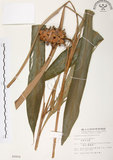 中文名:普萊氏月桃(S009904 )學名:Alpinia pricei Hayata (S009904 )中文別名:短穗山姜
