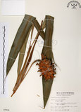 中文名:普萊氏月桃(S009906 )學名:Alpinia pricei Hayata (S009906 )中文別名:短穗山姜