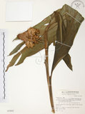 中文名:普萊氏月桃(S075052 )學名:Alpinia pricei Hayata (S075052 )中文別名:短穗山姜