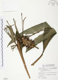 中文名:普萊氏月桃(S089071 )學名:Alpinia pricei Hayata (S089071 )中文別名:短穗山姜