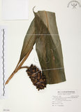 中文名:普萊氏月桃(S091299 )學名:Alpinia pricei Hayata (S091299 )中文別名:短穗山姜