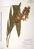 中文名:月桃(S093029 )學名:Alpinia zerumbet (Pers.) B. L. Burtt & R. M. Smith (S093029 )中文別名:艷山姜英文名:Beautiful Galangal