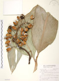 中文名:月桃(S103187 )學名:Alpinia zerumbet (Pers.) B. L. Burtt & R. M. Smith (S103187 )中文別名:艷山姜英文名:Beautiful Galangal