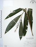 中文名:山月桃(S000806)學名:Alpinia intermedia Gagnep.(S000806)