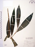 中文名:山月桃(S000807)學名:Alpinia intermedia Gagnep.(S000807)