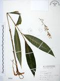中文名:山月桃(S000808)學名:Alpinia intermedia Gagnep.(S000808)
