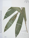 中文名:山月桃(S000809)學名:Alpinia intermedia Gagnep.(S000809)