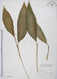 中文名:山月桃(S002382)學名:Alpinia intermedia Gagnep.(S002382)