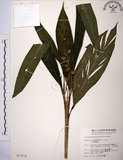 中文名:山月桃(S013214)學名:Alpinia intermedia Gagnep.(S013214)