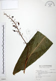 中文名:山月桃(S028453)學名:Alpinia intermedia Gagnep.(S028453)