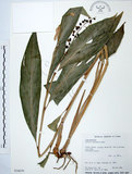 中文名:山月桃(S034079)學名:Alpinia intermedia Gagnep.(S034079)