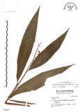 中文名:山月桃(S036623)學名:Alpinia intermedia Gagnep.(S036623)