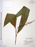 中文名:山月桃(S042750)學名:Alpinia intermedia Gagnep.(S042750)