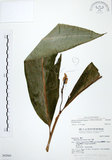 中文名:山月桃(S042865)學名:Alpinia intermedia Gagnep.(S042865)