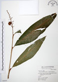 中文名:山月桃(S049297)學名:Alpinia intermedia Gagnep.(S049297)