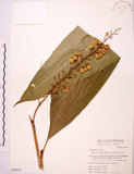 中文名:山月桃(S050974)學名:Alpinia intermedia Gagnep.(S050974)