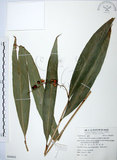 中文名:山月桃(S054435)學名:Alpinia intermedia Gagnep.(S054435)