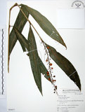 中文名:山月桃(S054477)學名:Alpinia intermedia Gagnep.(S054477)