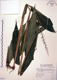 中文名:山月桃(S070272)學名:Alpinia intermedia Gagnep.(S070272)