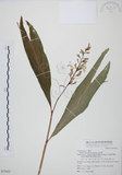 中文名:山月桃(S075022)學名:Alpinia intermedia Gagnep.(S075022)