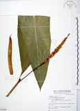 中文名:山月桃(S079589)學名:Alpinia intermedia Gagnep.(S079589)