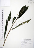 中文名:山月桃(S086273)學名:Alpinia intermedia Gagnep.(S086273)