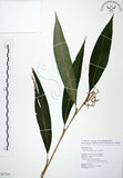 中文名:山月桃(S087283)學名:Alpinia intermedia Gagnep.(S087283)