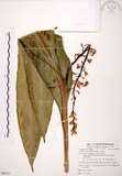 中文名:山月桃(S088121)學名:Alpinia intermedia Gagnep.(S088121)
