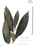 中文名:山月桃(S089956)學名:Alpinia intermedia Gagnep.(S089956)