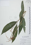 中文名:山月桃(S092468)學名:Alpinia intermedia Gagnep.(S092468)