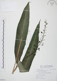 中文名:山月桃(S094398)學名:Alpinia intermedia Gagnep.(S094398)