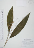 中文名:山月桃(S094564)學名:Alpinia intermedia Gagnep.(S094564)