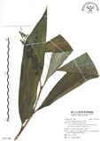 中文名:山月桃(S101392)學名:Alpinia intermedia Gagnep.(S101392)