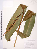 中文名:山月桃(S107068)學名:Alpinia intermedia Gagnep.(S107068)