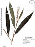 中文名:山月桃(S109914)學名:Alpinia intermedia Gagnep.(S109914)