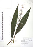 中文名:山月桃(S109922)學名:Alpinia intermedia Gagnep.(S109922)