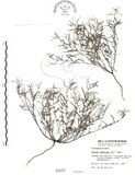 中文名:瓜槌草(S000074)學名:Sagina japonica (Sw. ex Steud.) Ohwi(S000074)中文別名:漆姑草英文名:Japanese pearlwort