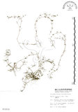 中文名:瓜槌草(S012035)學名:Sagina japonica (Sw. ex Steud.) Ohwi(S012035)中文別名:漆姑草英文名:Japanese pearlwort