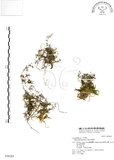 中文名:瓜槌草(S028289)學名:Sagina japonica (Sw. ex Steud.) Ohwi(S028289)中文別名:漆姑草英文名:Japanese pearlwort