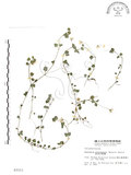 中文名:阿里山繁縷(S003311)學名:Stellaria arisanensis (Hayata) Hayata(S003311)