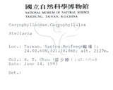 中文名:阿里山繁縷(S011808)學名:Stellaria arisanensis (Hayata) Hayata(S011808)