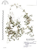 中文名:阿里山繁縷(S021783)學名:Stellaria arisanensis (Hayata) Hayata(S021783)