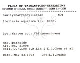 中文名:阿里山繁縷(S075771)學名:Stellaria arisanensis (Hayata) Hayata(S075771)