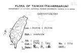 中文名:阿里山繁縷(S080815)學名:Stellaria arisanensis (Hayata) Hayata(S080815)