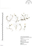中文名:阿里山繁縷(S098856)學名:Stellaria arisanensis (Hayata) Hayata(S098856)