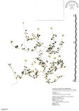 中文名:阿里山繁縷(S098889)學名:Stellaria arisanensis (Hayata) Hayata(S098889)