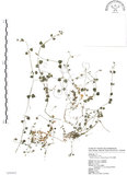 中文名:阿里山繁縷(S098892)學名:Stellaria arisanensis (Hayata) Hayata(S098892)