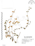 中文名:阿里山繁縷(S106681)學名:Stellaria arisanensis (Hayata) Hayata(S106681)