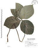 中文名:臺灣及己(S003519)學名:Chloranthus oldhami Solms.(S003519)