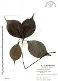 中文名:臺灣及己(S006045)學名:Chloranthus oldhami Solms.(S006045)